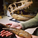 Illustration for article titled This T-Rex fossil is the first dinosaur ever to fly to space*